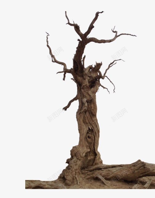 干枯的树png免抠素材_新图网 https://ixintu.com 一棵枯树 干枯的 枯树 树干 树枝 沙子 沙漠 粗树干 荒地 资源枯竭