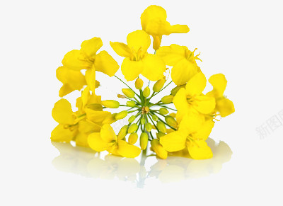 一朵黄色的花png免抠素材_新图网 https://ixintu.com 春天 菜籽花 鲜花