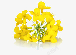 菜籽花一朵黄色的花高清图片