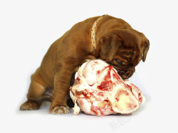 狗吃骨头啃骨头素材