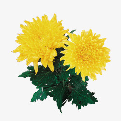 一束菊花精美的黄色菊花高清图片