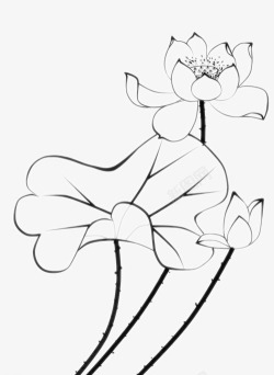 一朵手绘莲花荷花儿线条草稿高清图片