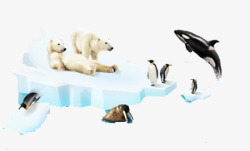 海冰上的动物素材