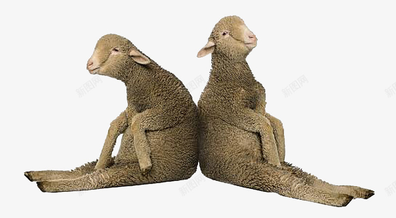 肩并肩靠在一起的羊驼png免抠素材_新图网 https://ixintu.com 关系好 动物 羊驼 肩并肩 肩并肩靠在一起 草泥马 靠坐在一起