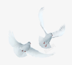 和平世界白鸽飞翔高清图片