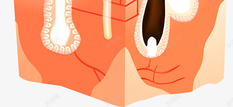 皮肤组织png免抠素材_新图网 https://ixintu.com 毛囊 皮肤 真皮层 组织