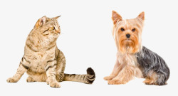 可爱小猫小狗素材
