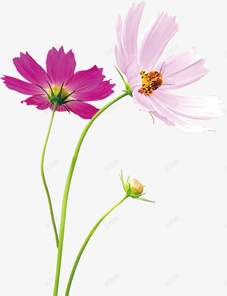 紫色花朵png免抠素材_新图网 https://ixintu.com 野花野菊菊花花朵