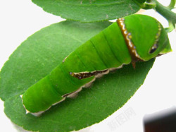 取食取食植物叶子的幼虫高清图片