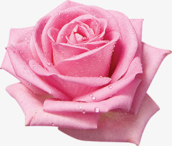 水珠粉色绽放玫瑰素材