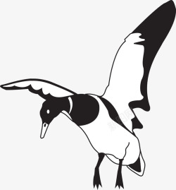 黑鸭飞翔中黑白色的鸟高清图片