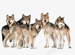 狼性狼群团队高清图片