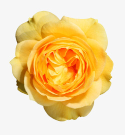 一朵花花黄色玫瑰特写高清图片