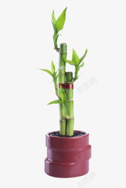 竹子盆栽摄影素材