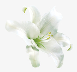 一束白色百合花漂亮白色百合花片高清图片