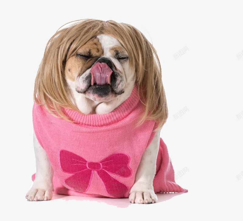 穿衣服的宠物小狗png免抠素材_新图网 https://ixintu.com 宠物 小狗 狗狗 穿衣服的宠物小狗图片素材免费下载 粉色 衣服图片