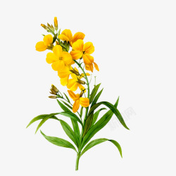花黄花淘宝花朵黄色的花高清图片