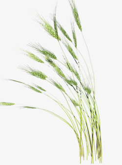 芦苇植物素材小麦高清图片