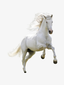 奔驰骏马奔驰的白色骏马高清图片