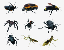 装甲昆虫害虫高清图片