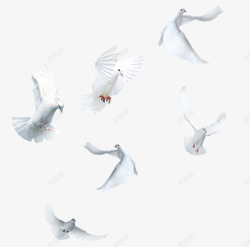 飞翔的白鸽png免抠素材_新图网 https://ixintu.com 卡通 手绘 爪子 白色 白鸽 红色 羽毛 翅膀
