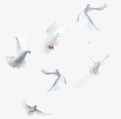 红色爪子飞翔的白鸽高清图片