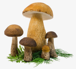 透明蘑菇素材