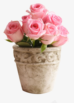 漂亮玫瑰盆栽素材