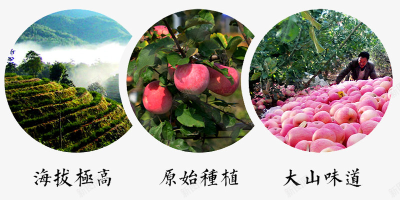 新鲜红富士png免抠素材_新图网 https://ixintu.com 原始种植 大自然的味道 新品上市 新鲜上市 新鲜红富士 有机 环保 绿色 苹果 苹果素材