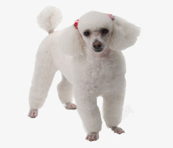 白色贵宾犬可爱贵妇犬高清图片
