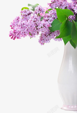 紫色花草垂吊植物紫丁香高清图片