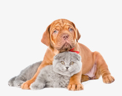 黄褐色猫咪和狗高清图片