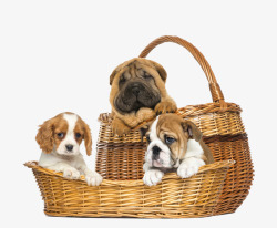 篮子里的三只小狗素材
