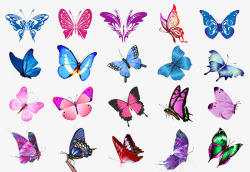 矢量动物素材合集蝴蝶合集动物蝴蝶高清图片