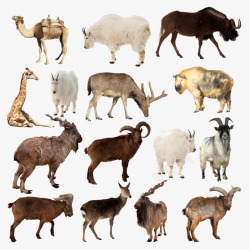 矢量藏羚羊素材常见高原野生动物高清图片