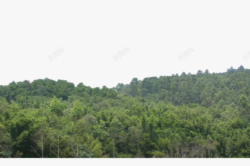 绿色林地png免抠素材_新图网 https://ixintu.com 山峰 林业 林地 树木 树林 森林 植物 绿色 自然 阔叶林