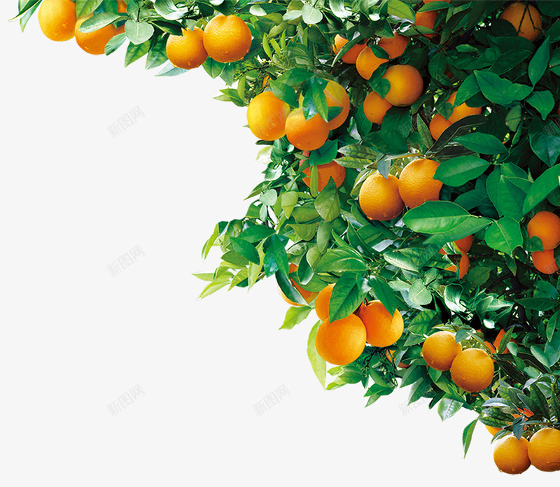 树木橘子树png免抠素材_新图网 https://ixintu.com 新年橘子 树木 橘子树 水果 维生素 营养