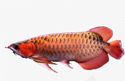 一条红色的热带鱼素材