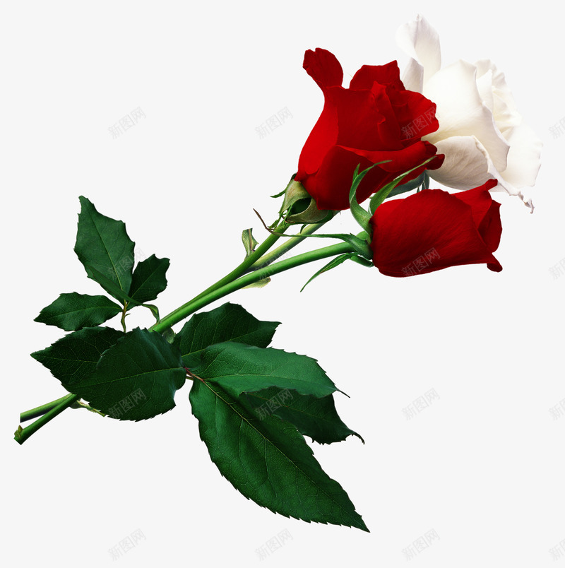 红玫瑰花和白玫瑰png免抠素材_新图网 https://ixintu.com 爱情玫瑰花 花卉 花朵 鲜花