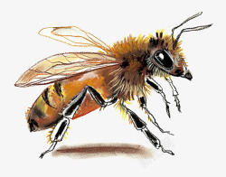 蜂房手绘绒毛蚂蜂高清图片