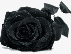 黑色玫瑰花黑色玫瑰花高清图片