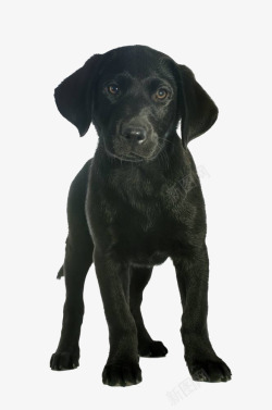 纯种狗黑色宠物狗高清图片
