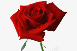 女人与花朵一朵红玫瑰花高清图片