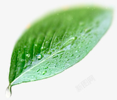 透明水珠绿色叶子素材