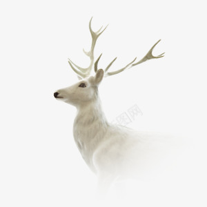 鹿头png免抠素材_新图网 https://ixintu.com 侧面半身 冬季 半身 圣诞 清新 灰色的鹿头 鹿头像 鹿角 麋鹿