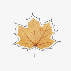 清晰的叶脉图片渲染秋叶高清图片