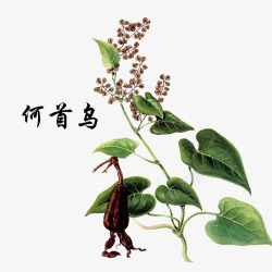 中国交建植物何首乌高清图片