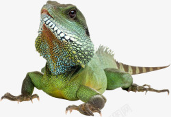 蜥蜴免扣PNG巨型变色龙高清图片