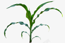 玉米叶子玉米秸秆高清图片