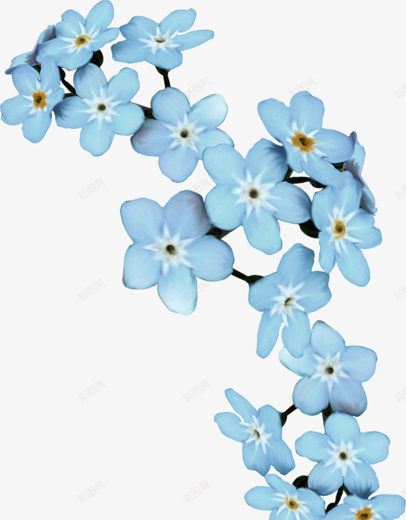 蓝色花朵png免抠素材_新图网 https://ixintu.com 漂亮花朵 花朵 花枝 花瓣 花蕾 鲜花